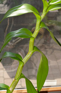 Dendrobium (orchid)