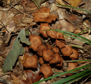 Desarmillaria tabescens (ringless honey mushroom)