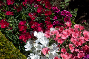 Dianthus (pinks)