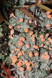 Dibaeis baeomyces (pink earth lichen)