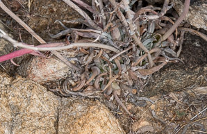 Dudleya saxosa (desert live-forever)
