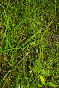 Eleocharis R. (spikerush)
