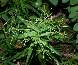 Epilobium leptophyllum (American marsh willow-herb)