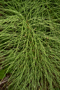 Equisetum palustre (marsh horsetail)