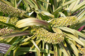Eucomis ‘Sparkling (pineapple lily)