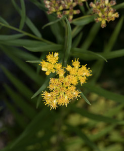 Euthamia graminifolia (flat-top goldentop, lance-leaved goldenrod, grass-leaved goldenrod, flat-topped goldentop)
