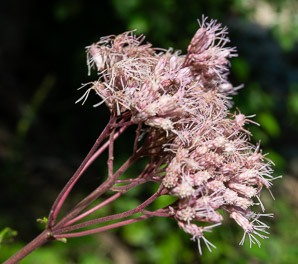 Eutrochium maculatum (spotted joe-pye weed, spotted trumpet-weed)