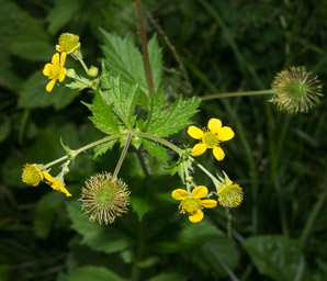 Geum aleppicum (yellow avens, common avens)