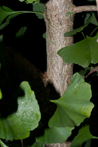 Ginkgo biloba (maidenhair tree, golden fossil tree, stinkbomb tree)