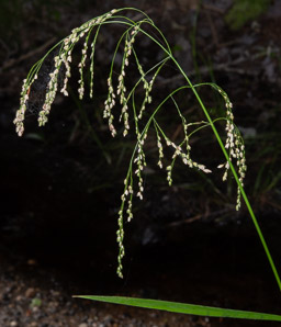 Glyceria canadensis (rattlesnake manna grass)