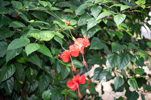 Hibiscus rosa-sinensis (hibiscus)