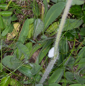 Hieracium caespitosum (field hawkweed, yellow hawkweed, meadow hawkweed, king devil, yellow paintbrush, devil’s paintbrush, yellow devil, yellow fox-and-cubs, yellow king-devil)