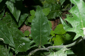Hieracium murorum (wall hawkweed)