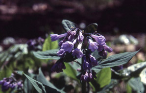 Hyacinthoides non-scripta (common bluebell)