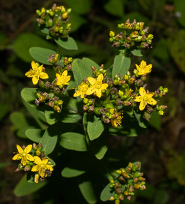 Hypericum punctatum (spotted St. John’s-wort, spotted St. Johnswort)