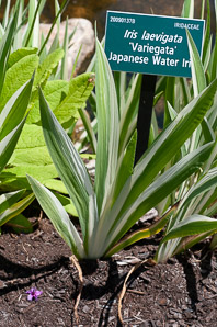 Iris laevigata (Japanese water iris)