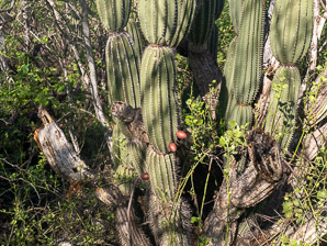Jasminocereus thouarsii (candelabra cactus)
