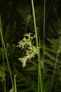 Juncus effusus (soft rush, common rush)