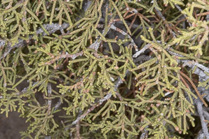 Juniperus californica (California juniper)