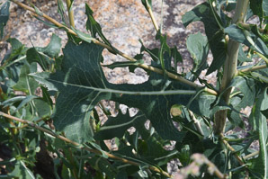 Lactuca serriola (prickly lettuce)