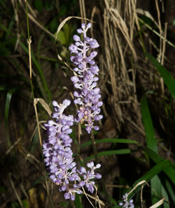 Liriope muscari (lily turf)