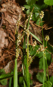 Luzula multiflora (common woodrush, heath wood-rush)