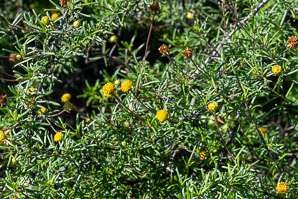 Macraea laricifolia (macraea, romerillo, needle-leafed daisy)
