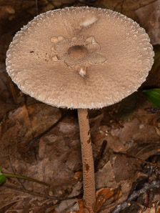 Macrolepiota clelandii (slender parasol, graceful parasol)