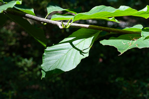Magnolia acuminata (cucumber tree, cucumbertree, cucumber magnolia, blue magnolia)