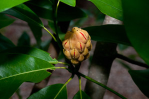 Magnolia virginiana (yellow magnolia, sweetbay, sweetbay magnolia, magnolia)