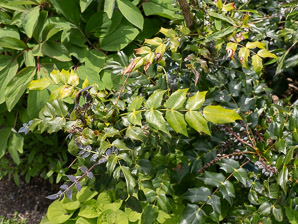 Mahonia bealei (leatherleaf mahonia, Beale’s barberry)
