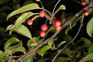 Malus hupehensis (Chinese crabapple, Hupeh crab, Chinese crab apple)