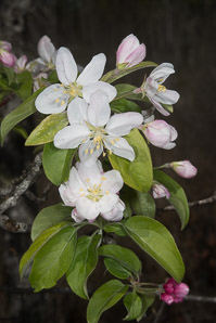 Malus spectabilis (Chinese crab, Asiatic apple)