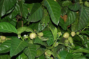 Morinda citrifolia (noni, Indian mulberry)