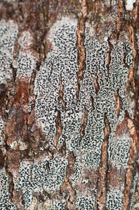 Mycoblastus sanguinarius (bloody heart lichen, blood lichen)