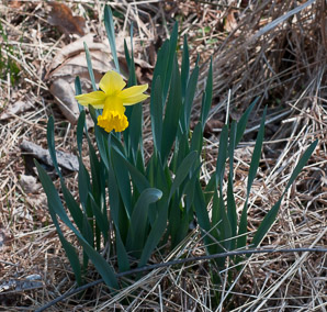 Narcissus (daffodil, narcissus)