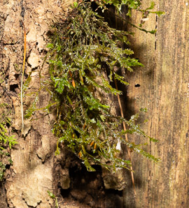 Neckera pennata (shingle moss, neckera moss)