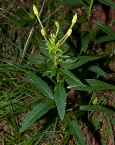 Oenothera parviflora