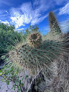 Opuntia galapageia (Galápagos prickly pear, tree prickly pear)