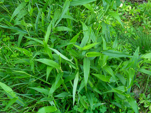 Panicum (panicgrass)