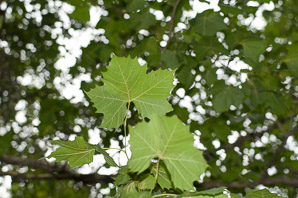 Platanus occidentalis (American sycamore, sycamore)