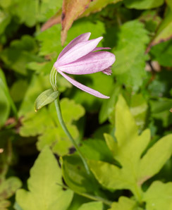 Pogonia ophioglossoides (rose pogonia, snakemouth orchid)