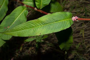 Polygonum persicaria (lady’s thumb, persicaria, redleg, spotted ladysthumb, Adam’s plaster, lily of the valley)