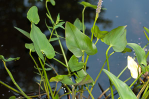 Pontederia cordata (pickerelweed)