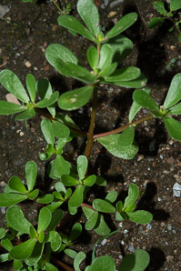 Portulaca oleracea (common purslane, pussley, pursley, pressley, wild portulaca, little hogweed)