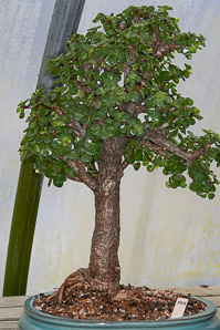 Portulacaria afra (dwarf jade, elephant bush)
