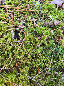 Ptilidium ciliare (ciliated fringewort, northern naugehyde liverwort)