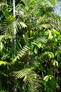 Ptychosperma macarthurii (MacArthur palm)