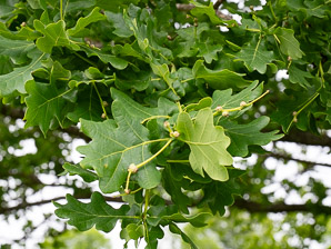 Quercus robur (pedunculate oak, English oak)