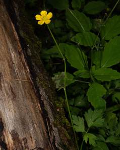 Ranunculus hispidus (swamp buttercup)